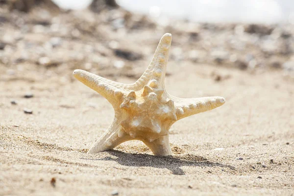 Étoile Mer Sur Une Plage Sable Fin Par Temps Ensoleillé — Photo