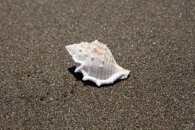 Güneşli bir günde kumlu sahilde deniz kabukları. Rahatlama kavramı.