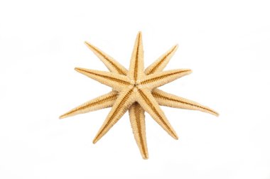  Beyaz arka planda deniz yıldızı. Rahatlama kavramı.