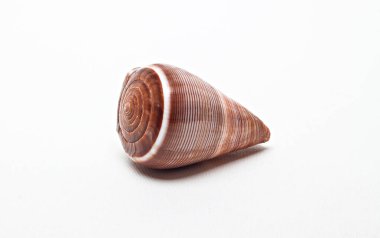 Beyaz arka planda deniz kabukları. Rahatlama kavramı.