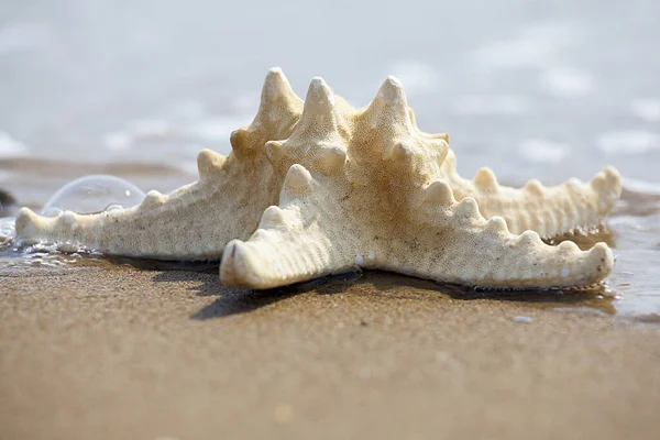 Étoile Mer Sur Une Plage Sable Fin Par Temps Ensoleillé — Photo