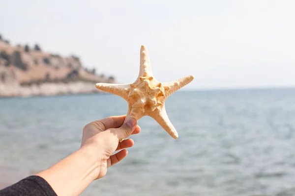 Coquille Mer Dans Main Femme Sur Plage Sable Ensoleillée Concept — Photo