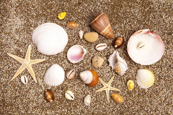 Muscheln Sandstrand Sonnigen Tagen Entspannungskonzept — Stockfoto