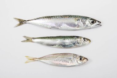  Beyaz arka planda sardalya.