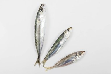  Beyaz arka planda sardalya.