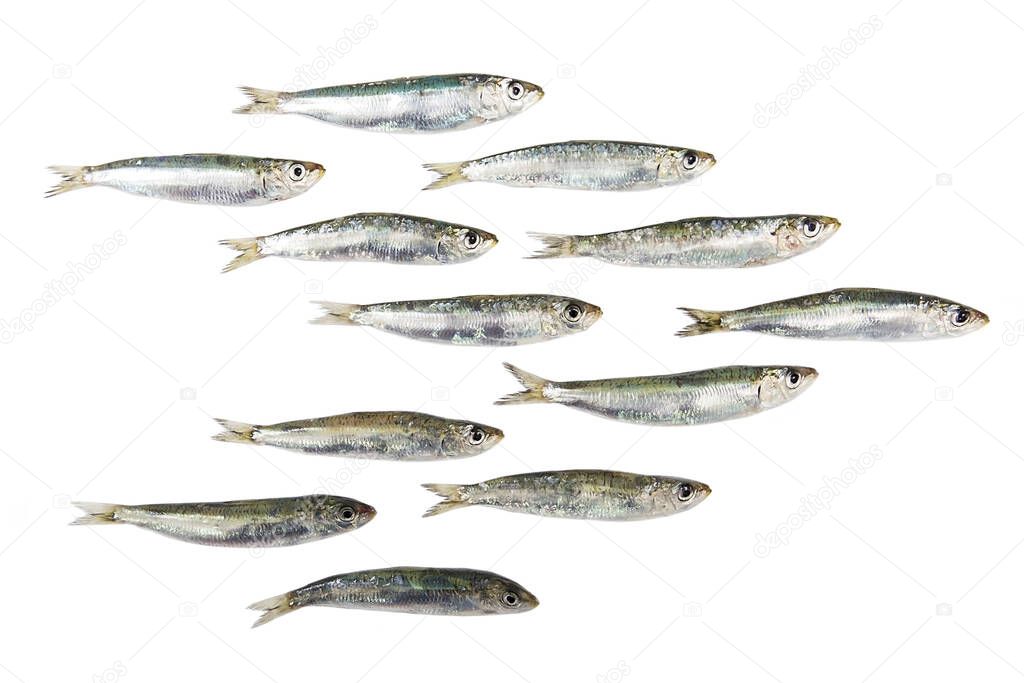  The sardine in white background.