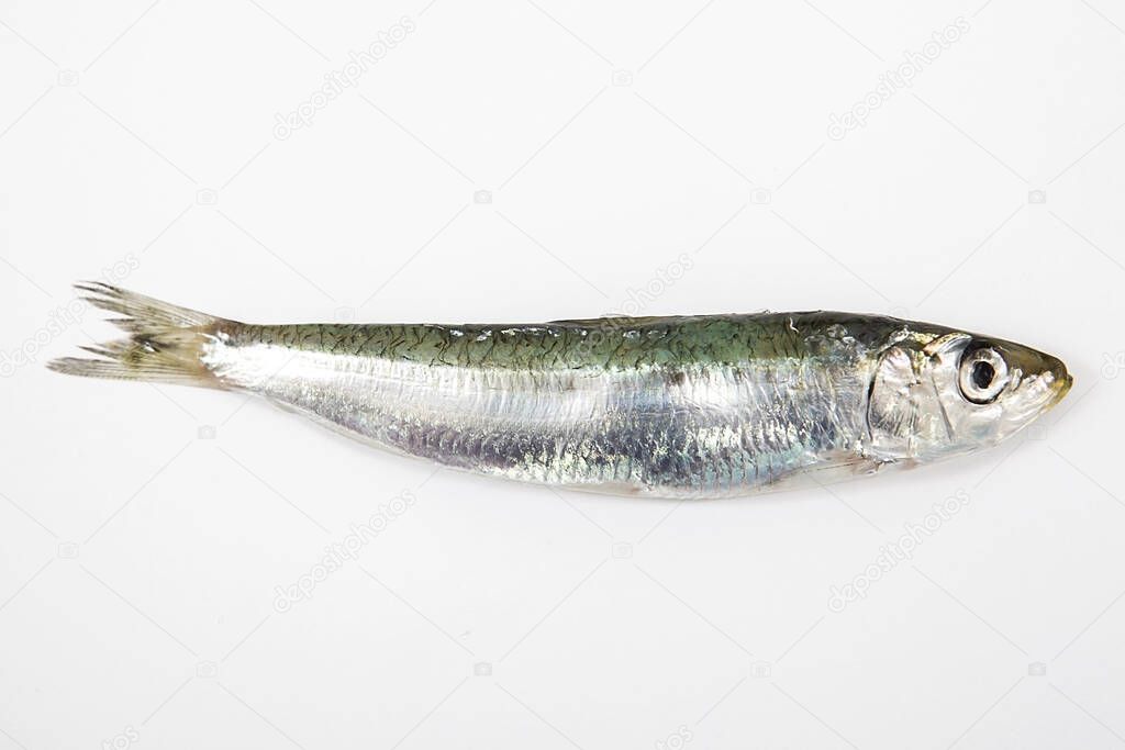  The sardine in white background.