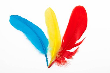 Beyaz arkaplan üzerinde renkli tüyler. 