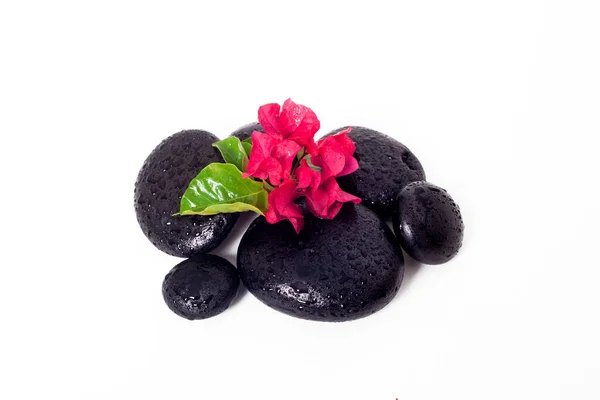 Flower and spa stones on white background. Decorative stones.