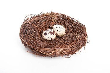 Beyaz arka planda küçük bıldırcın yumurtaları.