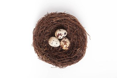 Beyaz arka planda küçük bıldırcın yumurtaları.