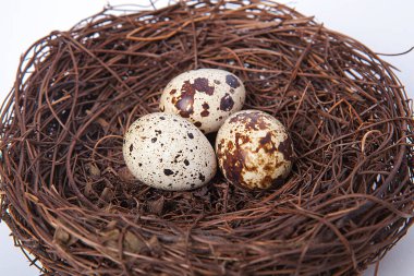 Beyaz arka planda küçük bıldırcın yumurtaları.