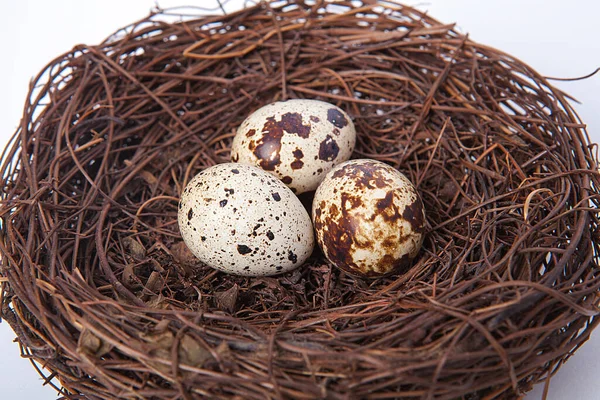 Pequenos Ovos Codorna Fundo Branco — Fotografia de Stock
