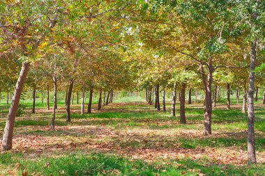Ormandaki ağaçlar ve bir sonbahar sabahı. 