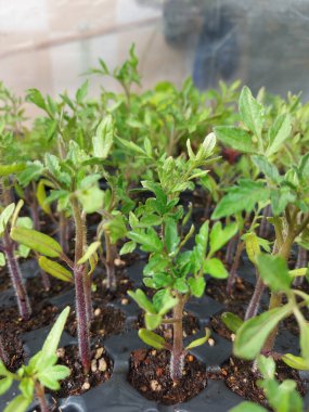 Plastik siyah filizlenme tepsisindeki tohumlar.