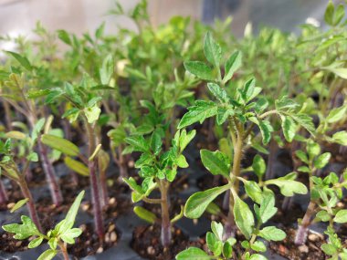 Plastik siyah filizlenme tepsisindeki tohumlar.