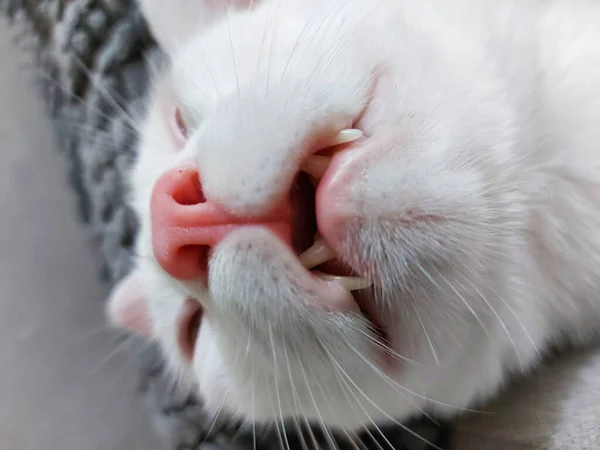 Gato Blanco Está Durmiendo Sala Estar — Foto de Stock