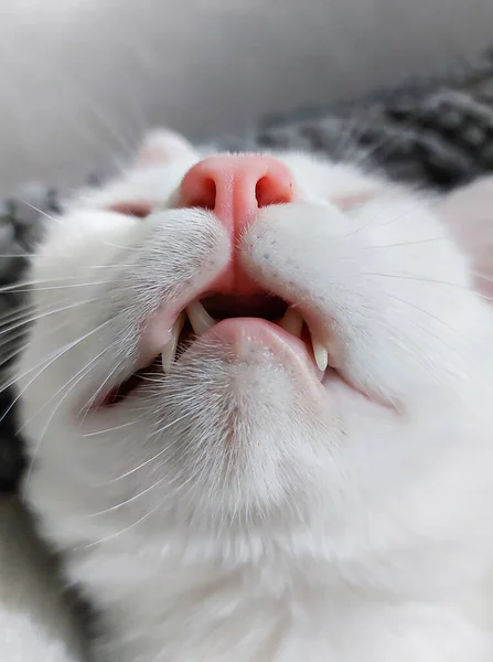 Vit Katt Sover Vardagsrummet — Stockfoto