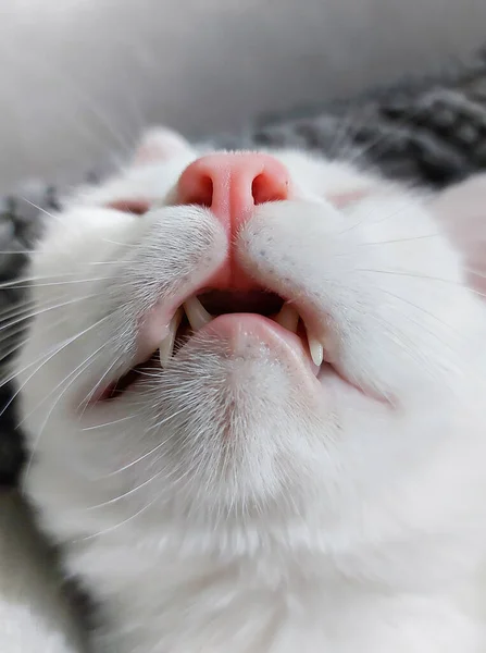 White Cat Sleeping Living Room — Stock Photo, Image