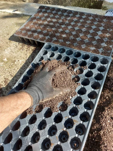 Preparation Seedlings Plastic Black Germination Tray — Stock Photo, Image