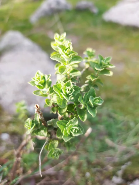 Fresh Thyme Plant Nature — Stock Photo, Image