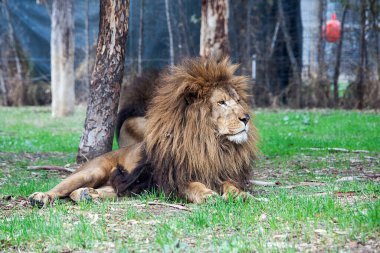 Hayvanat bahçesindeki aslan. 