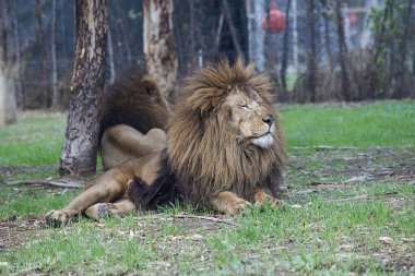 Hayvanat bahçesindeki aslan. 