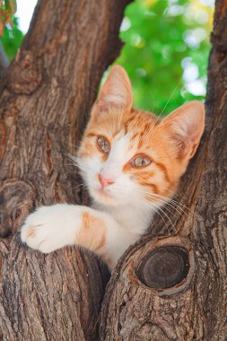 Ağaçta oturan sarı kedi.