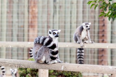 Hayvanat bahçesindeki Lemurlar. 