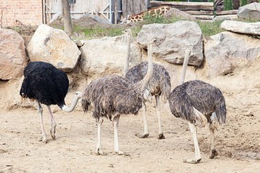  Hayvanat bahçesindeki devekuşları. 