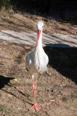 Hayvanat bahçesindeki leylek. 
