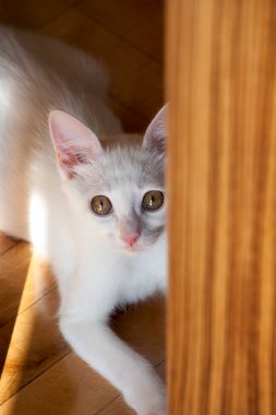 Beyaz kedi ahşap zeminde oturuyor..