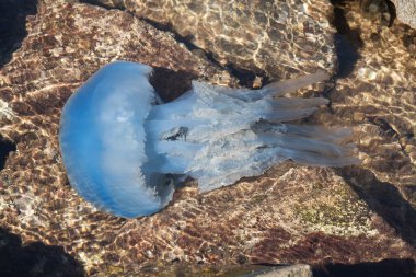  Mavi deniz anaları, su altında, yukarıdan ateş ediyorlar..