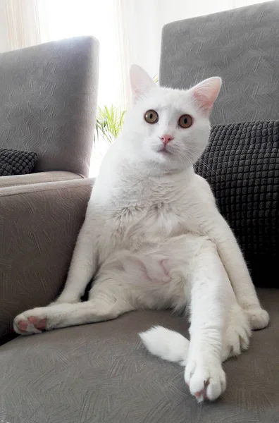 Gato Blanco Está Sentado Sala Estar — Foto de Stock