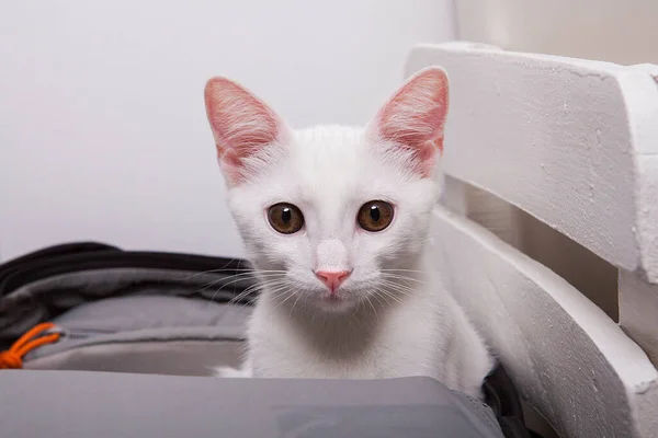 Белая Кошка Сидит Сумке — стоковое фото