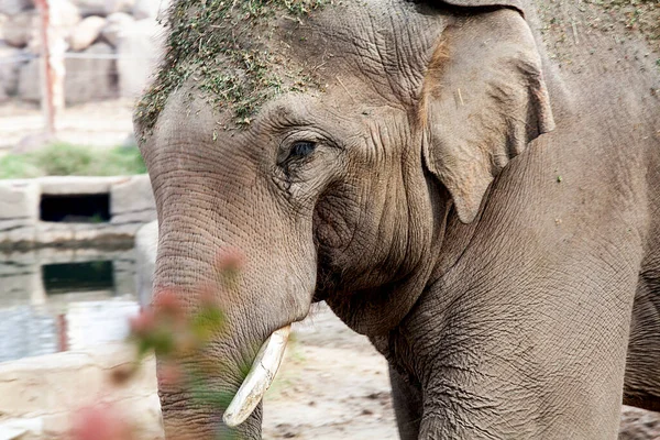 Hayvanat Bahçesindeki Afrika Fili — Stok fotoğraf
