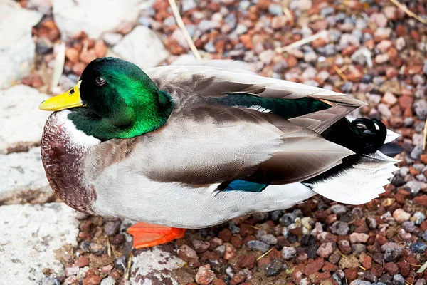 Pato Mallard Jardim Zoológico — Fotografia de Stock