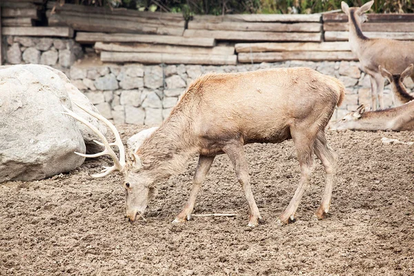 Herten Dierentuin — Stockfoto