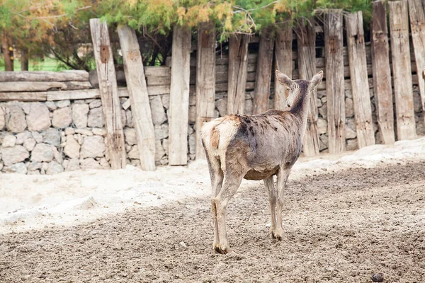 Herten Dierentuin — Stockfoto