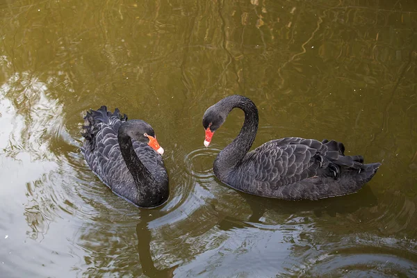 Cisne Negro Zoológico — Fotografia de Stock