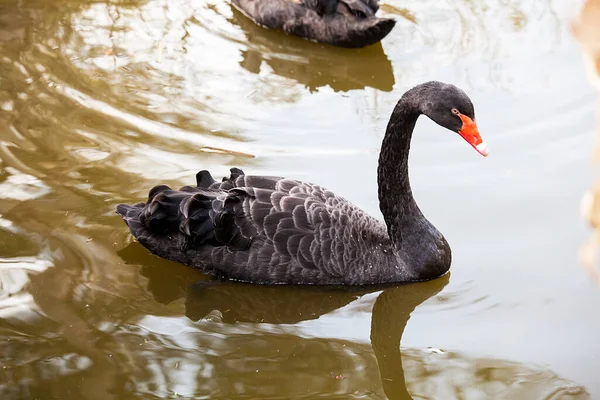 Cisne Negro Zoológico — Fotografia de Stock