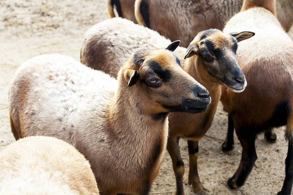 Sheeps Zoo — Stock Photo, Image