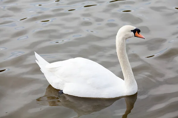 Cisne Branco Zoológico — Fotografia de Stock