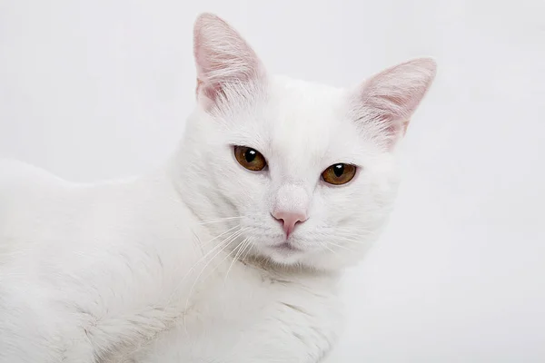 Gato Blanco Está Pie Sobre Fondo Blanco — Foto de Stock