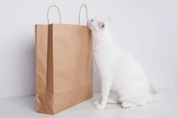 Gato Branco Olhando Para Saco Compras Fundo Branco — Fotografia de Stock