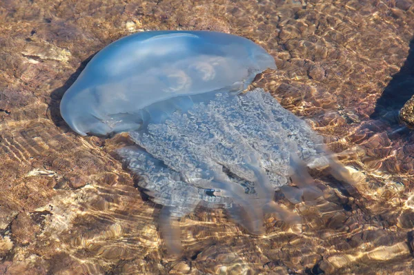 蓝海水母在水下 从上方射击 — 图库照片