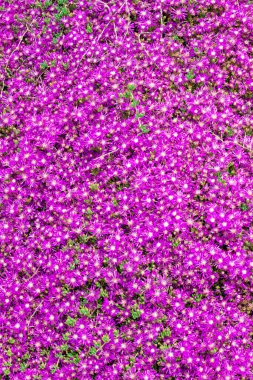 Doğada açan bahar çiçekleri.