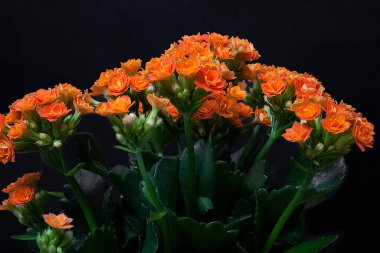 Siyah arkaplanda saksıda çiçek.