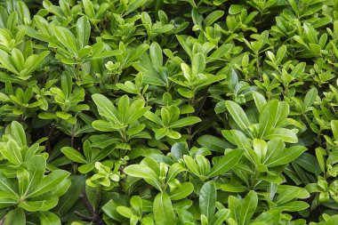  Ormanın dokusu. Flora..