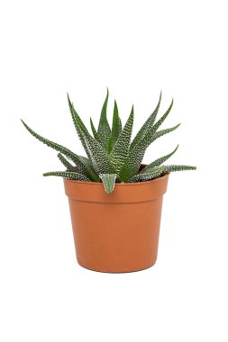  Kaktüs saksısı beyaz arkaplanda izole.. 